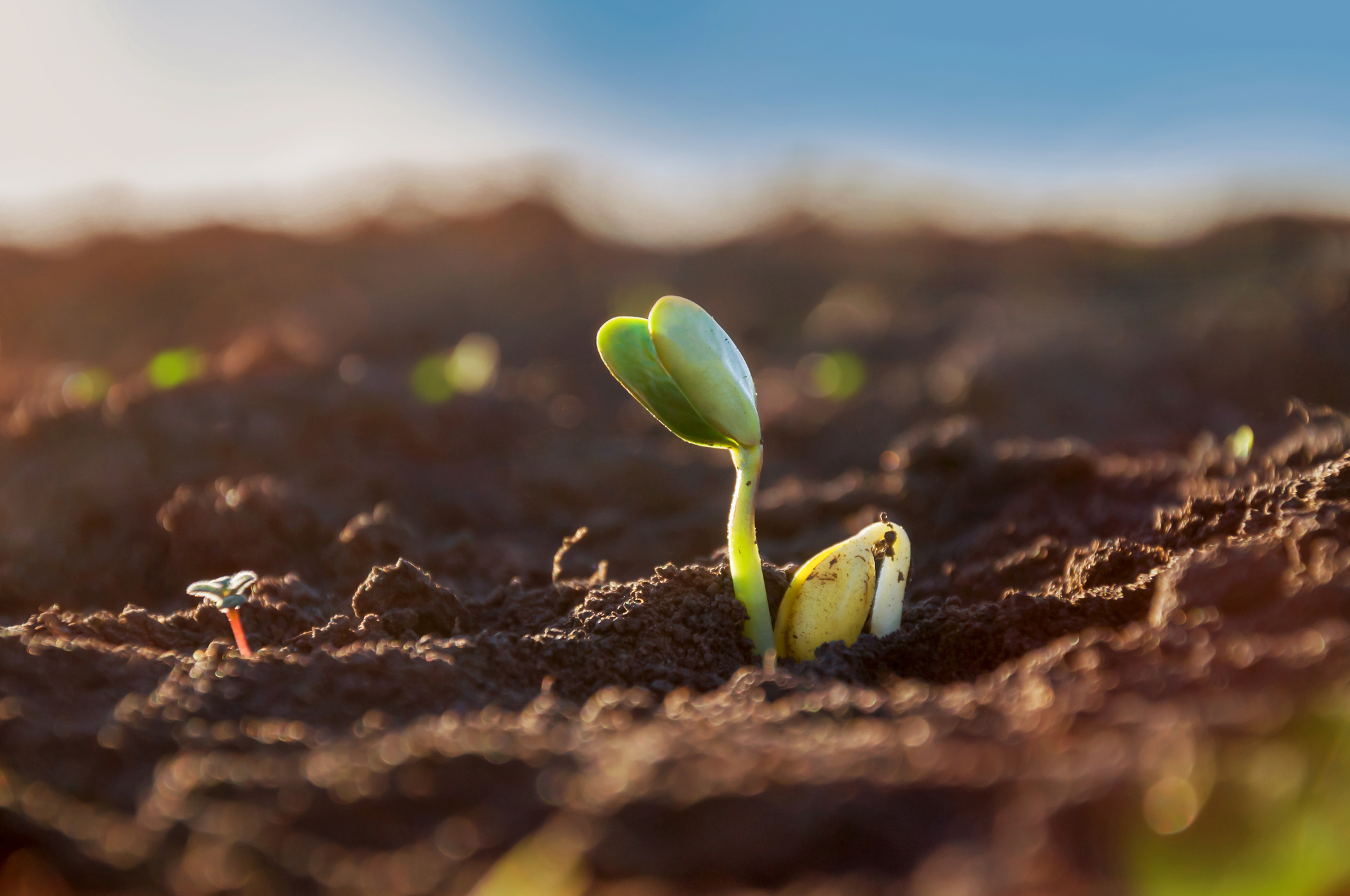 Close up of a soybean sprout in a field.