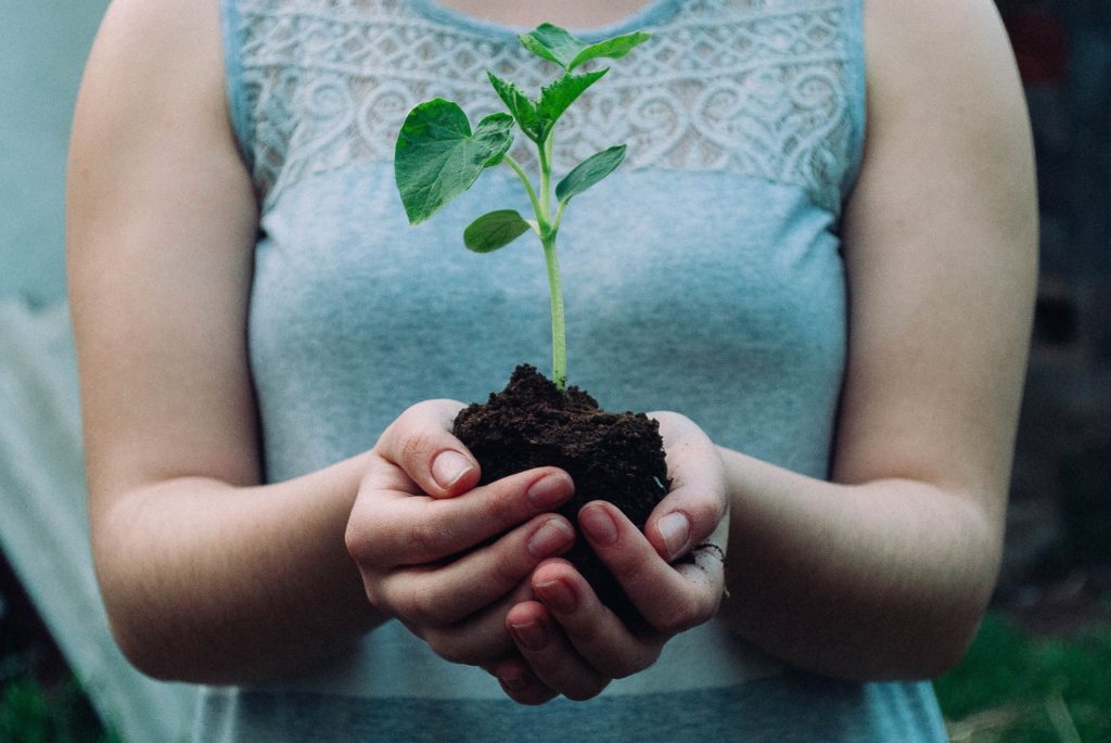 Woman with cupped hands holding a green plant seedling.
