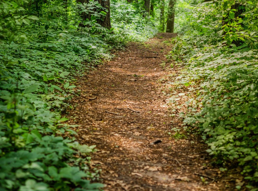 Image of a dirt trail through a green forest.