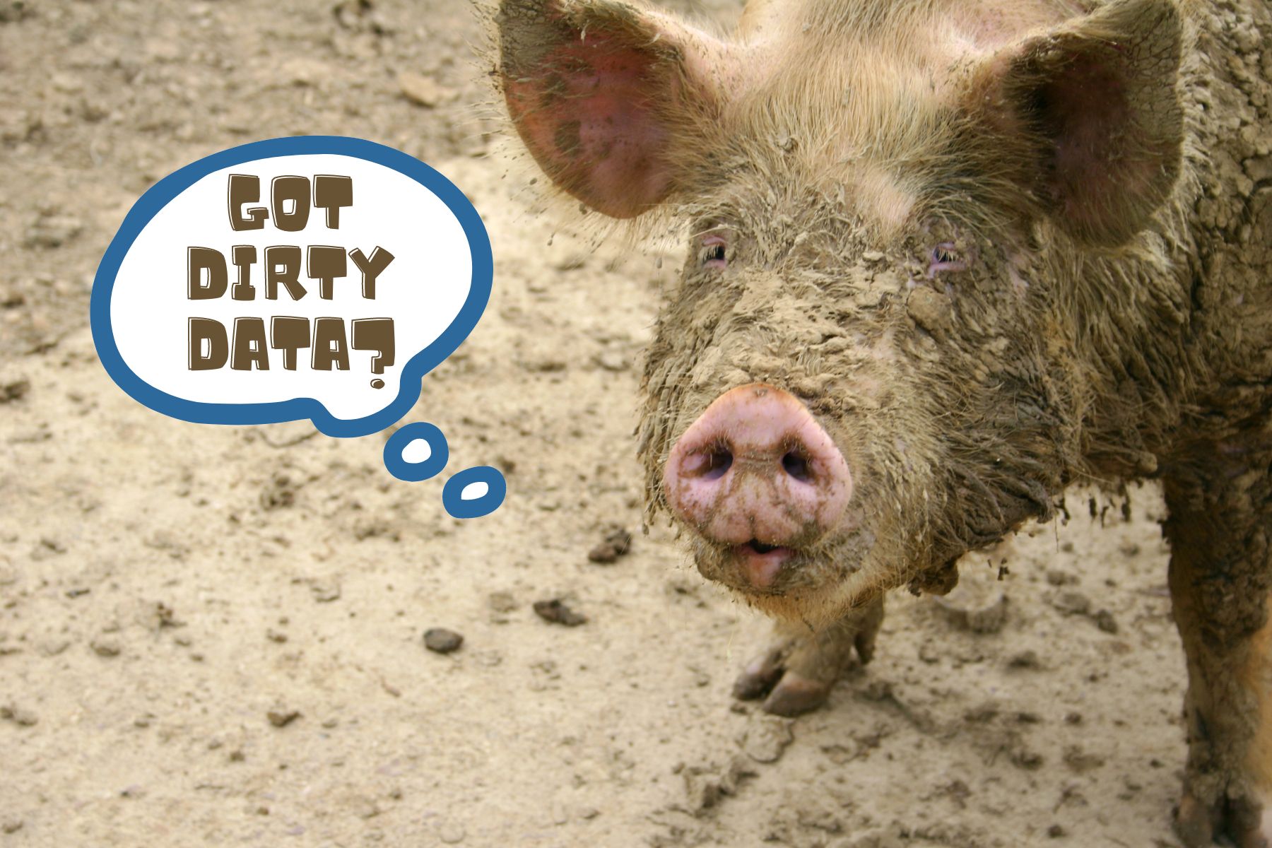 image of a dirty pig asking if you have dirty data