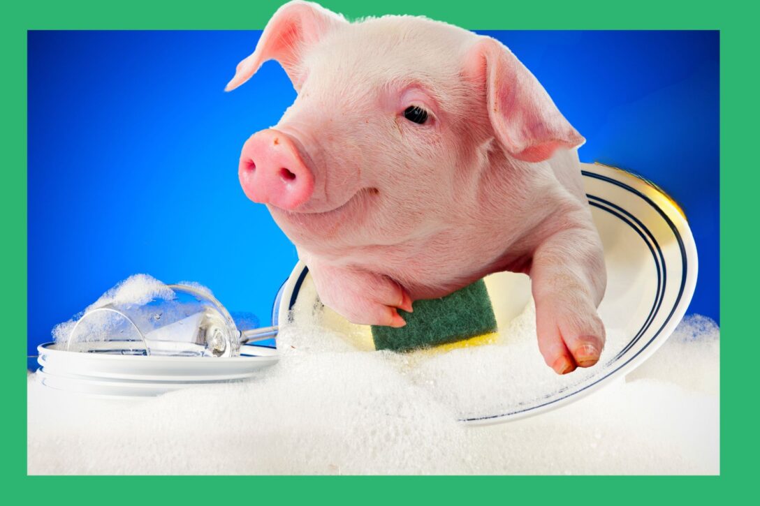 picture of a pig washing dishes