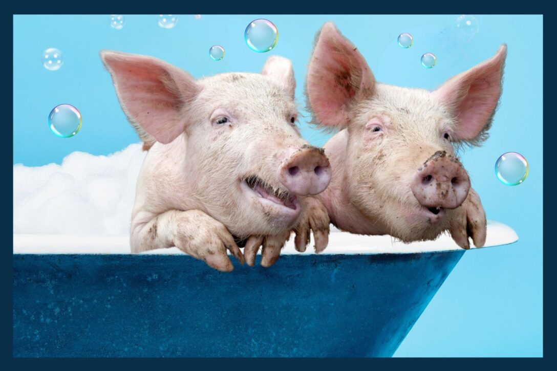 picture of two pigs taking a bath to get clean