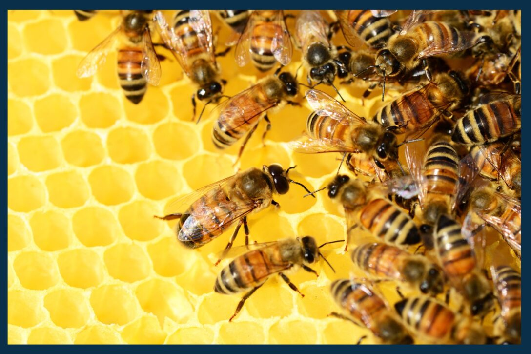 Yellow beehive with bees on it